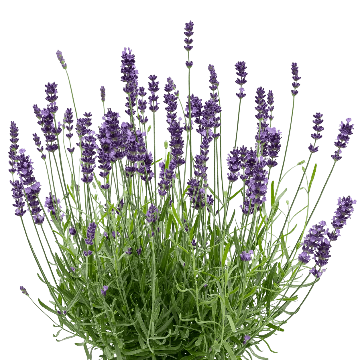 Квіткова вода Lavender